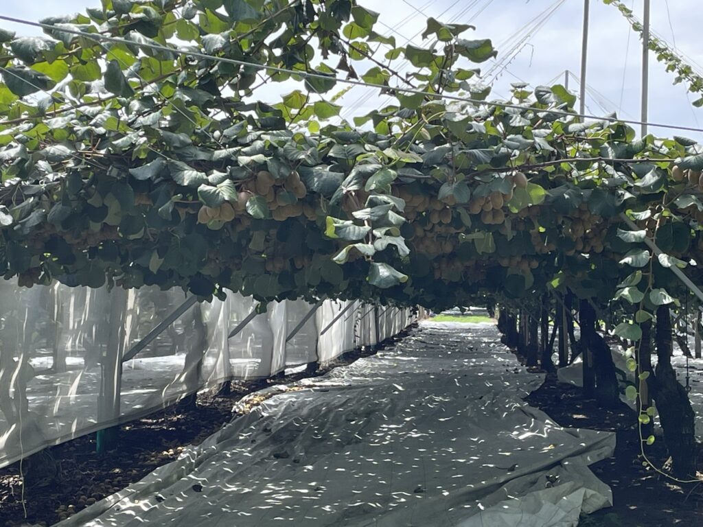 Kiwi Fruit Trees